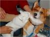 perro y gato.jpg